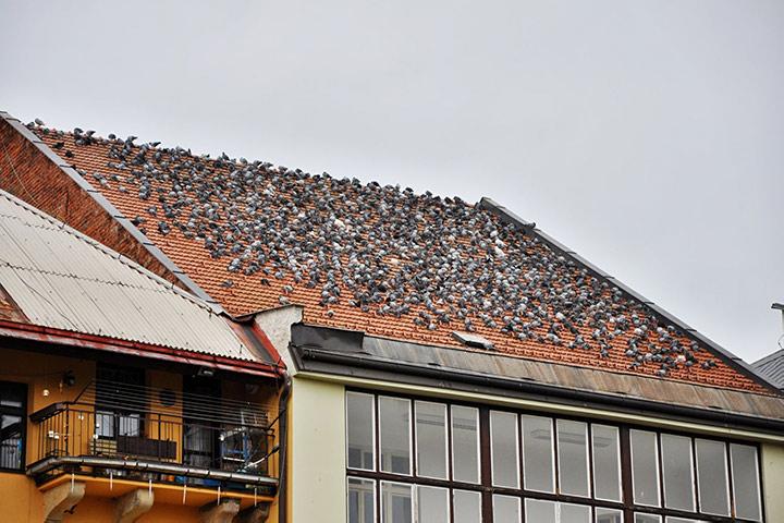 A2B Pest Control are able to install spikes to deter birds from roofs in Ascot. 
