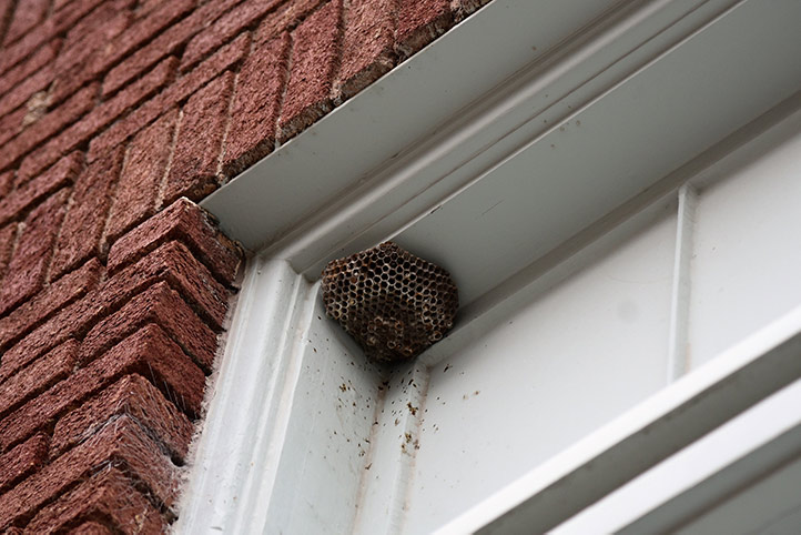 We provide a wasp nest removal service for domestic and commercial properties in Ascot.